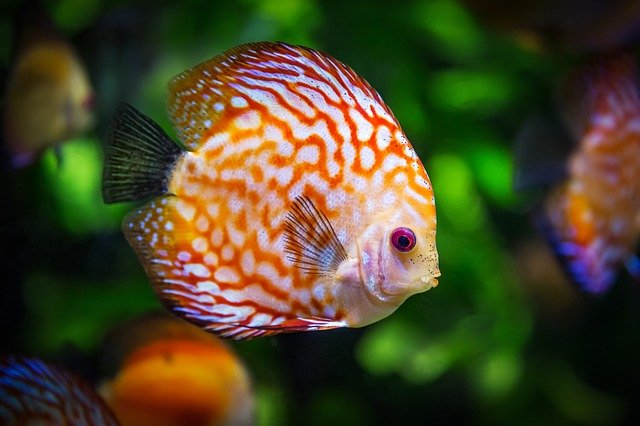 Como elegir un acuario para tus peces 1