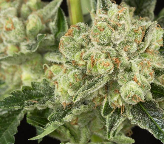 Todo sobre og kush 3